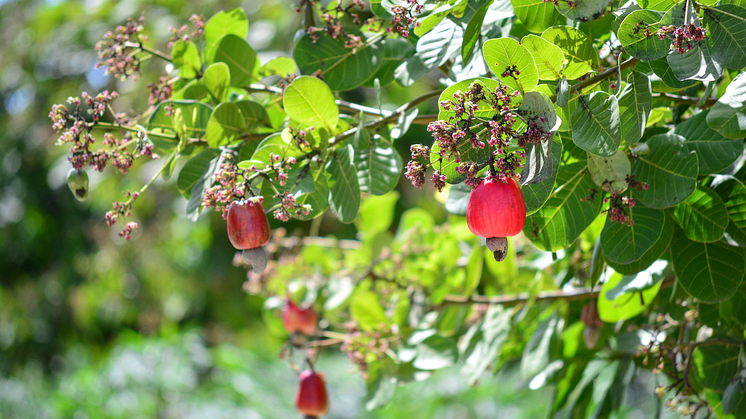 Swedfund supports local food processing and smallholder farmers in Africa 