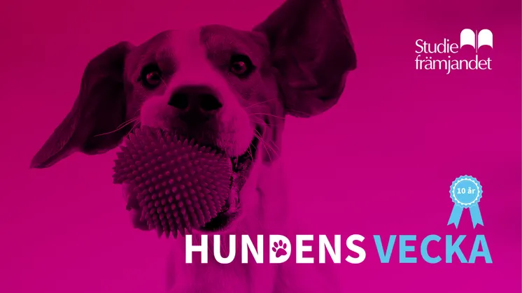 Rosatonad bild på hund med boll i munnen.