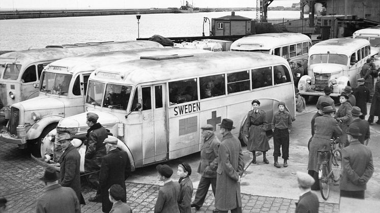 Under 2025 uppmärksammas krigsslutet i Helsingborg, bland annat genom en utställning på Dunkers kulturhus om de vita bussarna. På bilden syns de vita bussarna anlända till färjeläget i Norra hamnen i Helsingborg. Bild: Lindberg foto