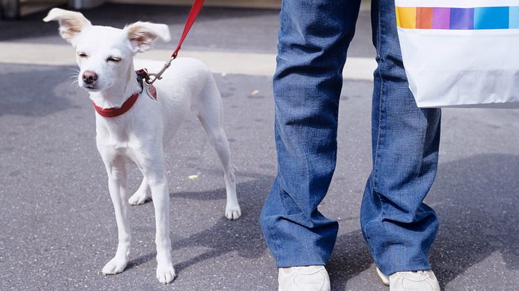 Bild på en vit hund i koppel brevid en person i jeans och vita skor.