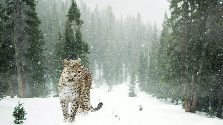 A snow leopard stalks prey in a snowy asian forest