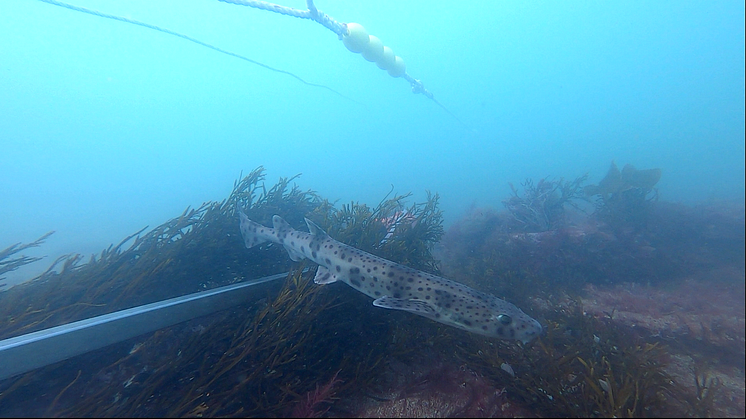 Kelp is steadily returning to what was once a kelp forest off the Sussex coast. Southern's parent company Govia Thameslink Railway is sponsoring four research monitoring sites - Photo: Blue Marine