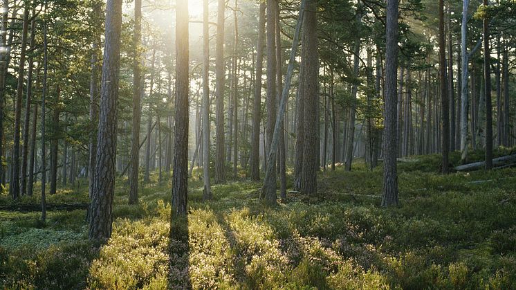 Trots föreslagna lättnader – Sunpine fortsätter sitt CSRD-arbete