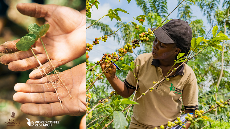 1. Rocael Vasquez, owner of a farm in Guatemala, showing examples of the root structures of baby plants in their small, on-farm nursery.  2. Maureen Namugalu, Uganda Country Project Manager, inspecting coffee at Kasenda coffee estate 