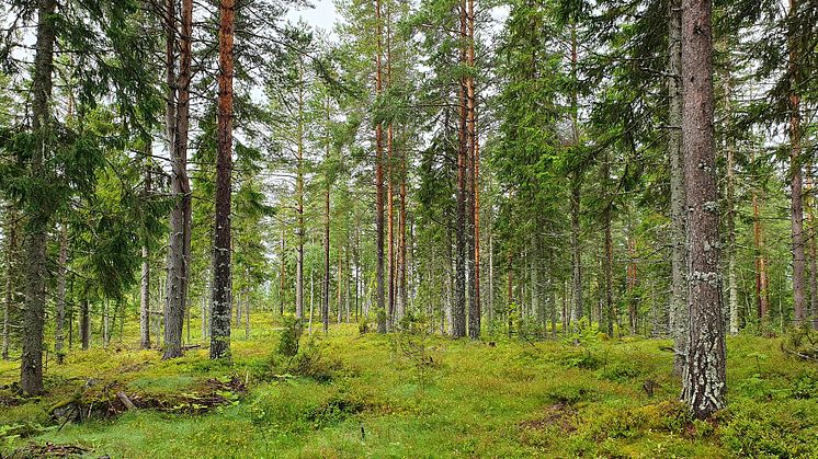Aktuellt från KSLA nr 2-2025 – ett vårnummer med rätt mycket fokus på skog.