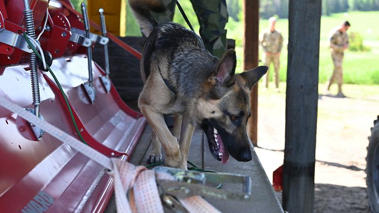 Förutom Försvarsmaktens hundekipage så deltar sex andra Natoländer samt Australien. Foto: Therese Åkerstedt/Försvarsmakten