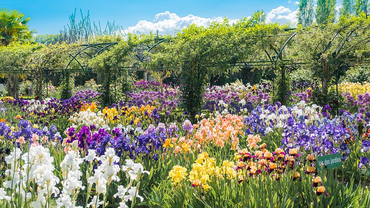 Iris im Garten des Chateau de Vullierens © Christophe Gosset / Vaud Promotion