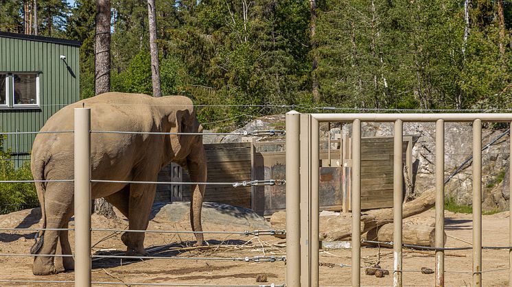 Elefant i Kolmårdens djurpark. Foto: Tom Svensson/World Animal Protection