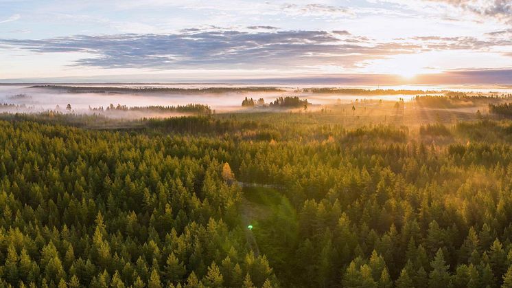Prisnedgång på skogsmark i Sverige - men botten är nådd och prisbilden har vänt