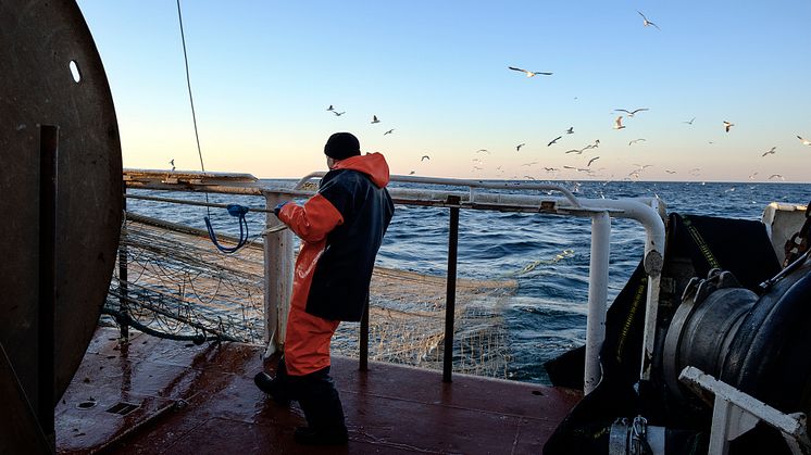 Silakan kalastusta Selkämerellä - troolari Westfjord