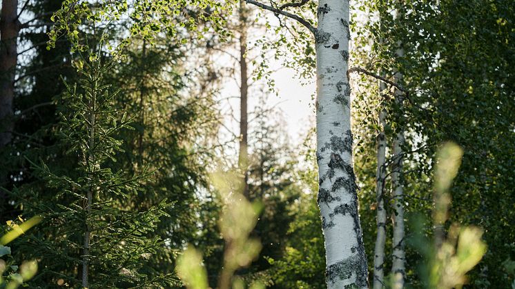 Norra Skog vinner utmärkelsen inom kategorin ”Framtidsfokus” för år 2023. 