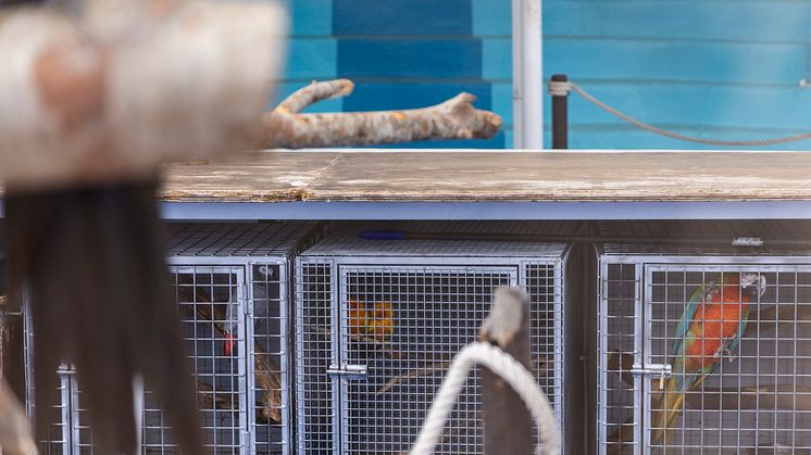 Papegojor i burar i Marineland på Mallorca. Foto: World Animal Protection.