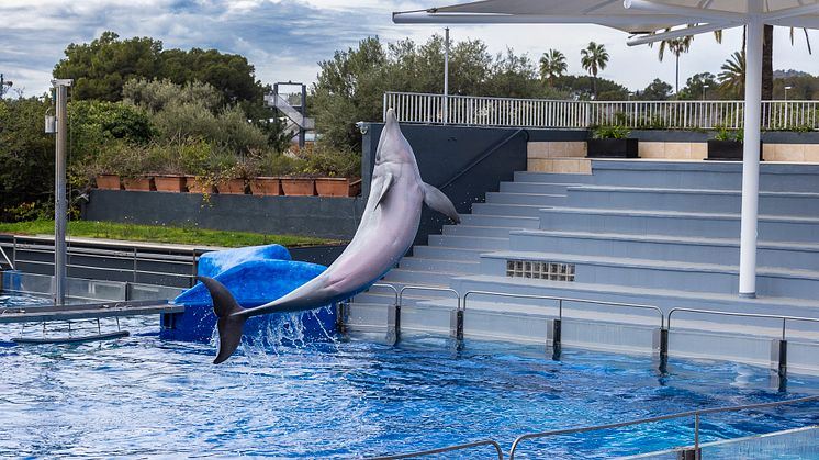Delfin i Marineland på Mallorca. Foto: World Animal Protection.
