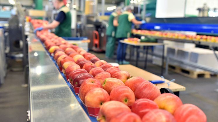 Livsmedelssäkerhet och HACCP_äpplen.jpg