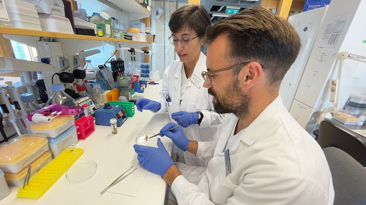 Isabel Gonçalves och Andreas Edsfeldt har analyserat åderförfettningsplack från personer med och utan typ 2-diabetes och sett att plack från personer med diabetes hade lägre nivåer av skyddande proteiner. Foto: Petra Olsson 