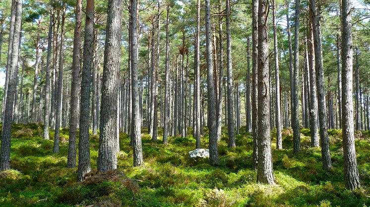 Vid KSLA:s sammankomst den 14 november valdes åtta nya ledamöter in i Skogsavdelningen.