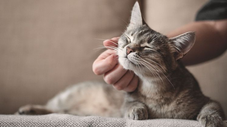 Söktjänsten i Jordbruksverkets kattregister gör det lättare att återförena en bortsprungen katt med sin ägare. Foto: Shutterstock 