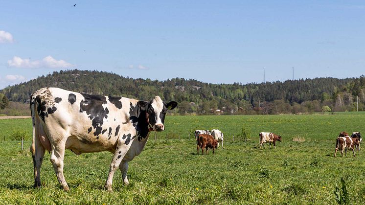 Foto: Tom Svensson/World Animal Protection Sverige