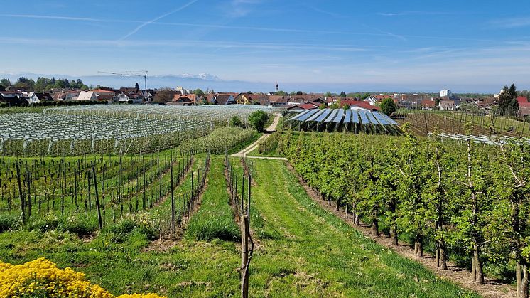 Eine innovative Agri-PV-Anlage in einer Kommune in Süddeutschland. Foto: Klaus Müller / ZALF