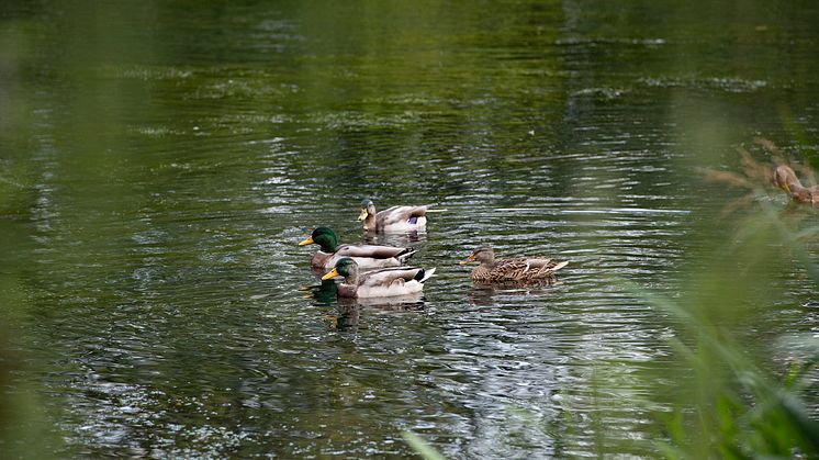 Animal quackers! Duck food machine for Burrs Country Park