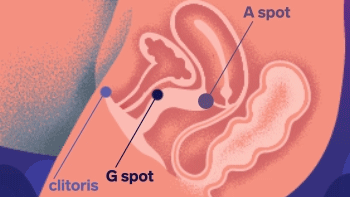ENIGMA_DOUBLE_SONIC_ANATOMY_GIF_350 (1).gif