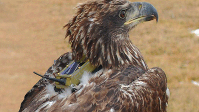 Microwave Telemetry selects Telenor Connexion for global wildlife tracking solution