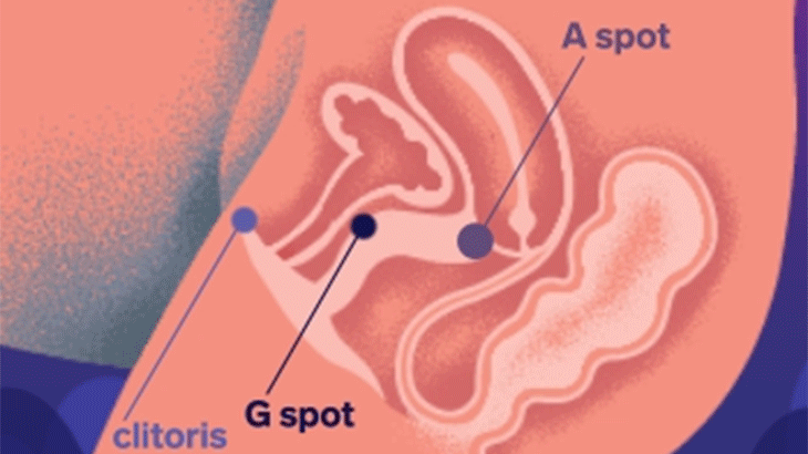 ENIGMA_DOUBLE_SONIC_ANATOMY_GIF_730 (1).gif