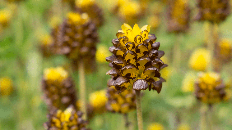 Brunklöver, Trifolium spadiceum, Foto: Maria van der Wie
