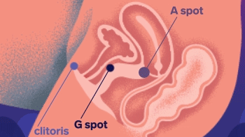 ENIGMA_DOUBLE_SONIC_ANATOMY_GIF_350 (1).gif