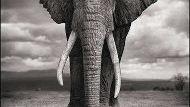 Nick Brandt - On this Earth, A Shadow Falls på Dunkers kulturhus