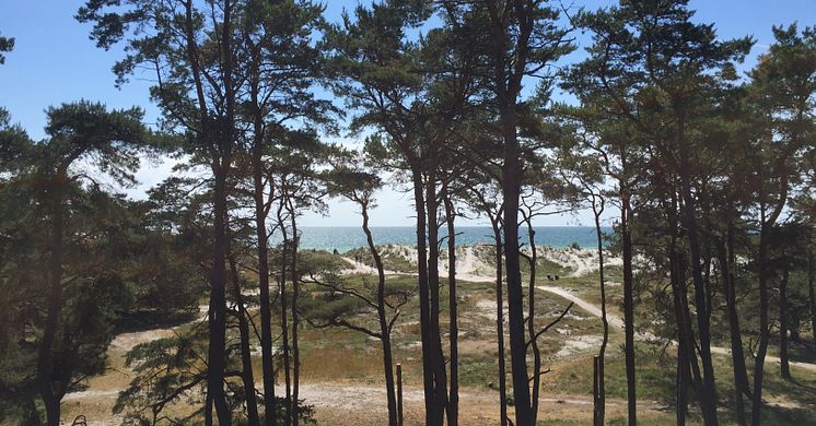 Svårt att se "skogen" för alla träd - vi hjälper dig!