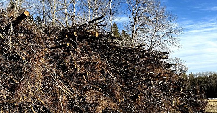 Tidöpartierna föreslår styrmedel för att öka uttaget av grenar och toppar (grot). Foto: Joline Ekman