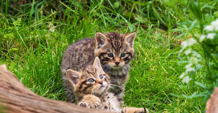 Den skotska vildkatten är på gränsen till utrotning. I ett av deras sista habitat planerar Vattenfall att bygga en vindpark.