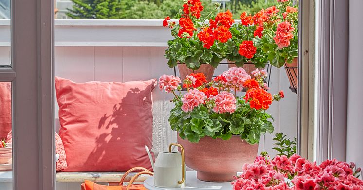 Pelargonen är en torktålig favorit och det finns ett stort urval av svenskodlade sorter. Foto: Pelargonium for Europe