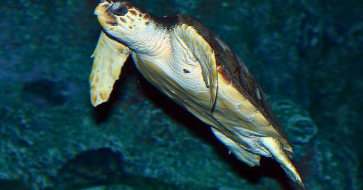 Den nye havskildpadde svømmer nu trygt rundt i Oceantanken på Den Blå Planet efter en vellykket redningsindsats. Foto: Johnny Jensen