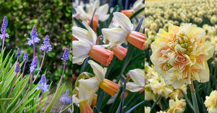 Blomsterlandet: Nyheter - Vårblommande lökar (ej tulpaner)
