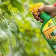 Nuevo fungicida natural para el cuidado de unas plantas hortícolas, frutales y ornamentales