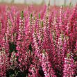 Blomsterlandet kan nu erbjuda sina kunder svenskodlad ljung sedan Solgården är först i landet med att lyckas odla ljung i kommersiell skala.