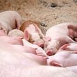 God effektivitet og dyrehelse er viktig både for økonomien til svineprodusentene og for å redusere klimaavtrykket fra svineproduksjonen. Tallene fra 2023 viser framgang på mange nøkkeltall. Foto: Norsvin.