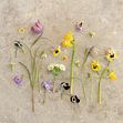 Fira in påsken med svenska vårblommor!   Foto: Blomsterfrämjandet/Ulrika Grönlund