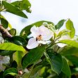 Bi som pollinerar äppelblomma
