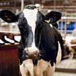 Under 2025 kommer stallförsöken att testas i en serie med pilotstudier där Stiftelsen Lantbruksforskning och Kunskapsnav Animalieproduktion avsätter 1 miljon kronor vardera.