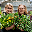 Inför Internationella kvinnodagen den 8 mars uppmärksammas kvinnliga ägare och företagsledare i tulpanbranschen. Här syns Caroline Nilsson, Julia Carlsson, Lena Karlsson och Amanda Alverbäck, alla med ledande positioner.