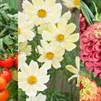 Odlingsvärda sorter av både tomat och snittblommor finns bland nyheterna i Blomsterlandets egna sortiment av fröer för 2025.