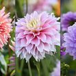 Dahliafebern sitter i. Här är tre nyheter i Blomsterlandets sortiment för säsongen 2025; 'Preference', 'Pink Impact' och 'Blue Boy' (från vänster till höger)