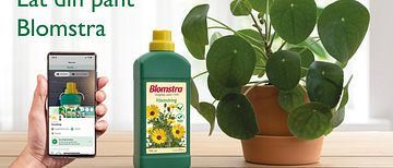 Låt din pant Blomstra