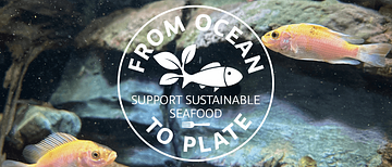 From Ocean To Plate - Ny utställning om Gårdsfisk på Den Blå Planet