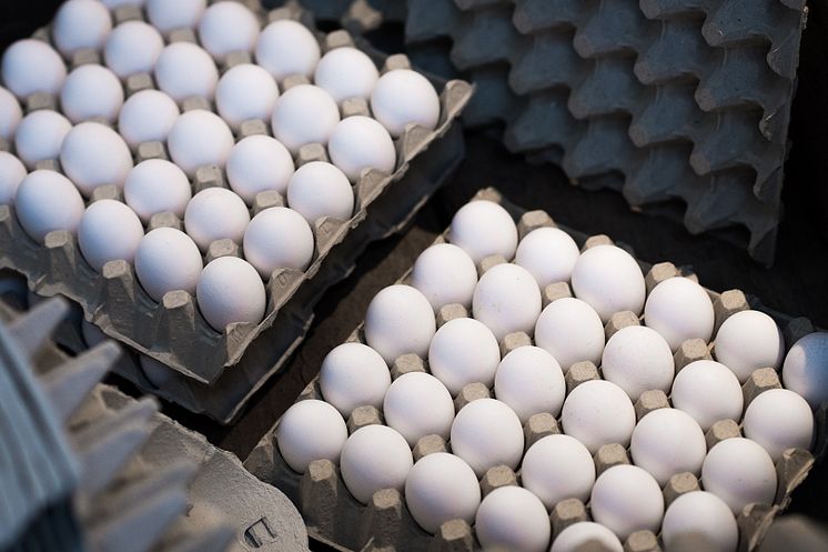 DAVA Foods rekryterar en ny stark kandidat till producentavdelningen