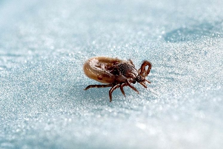 Rusning till TBE- vaccinationer: ”Värmeböljan ger en ketchupeffekt ”