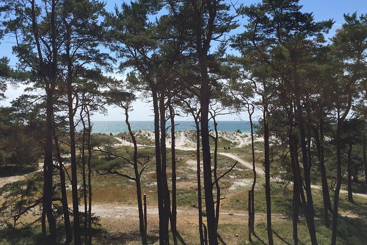 Svårt att se "skogen" för alla träd - vi hjälper dig!